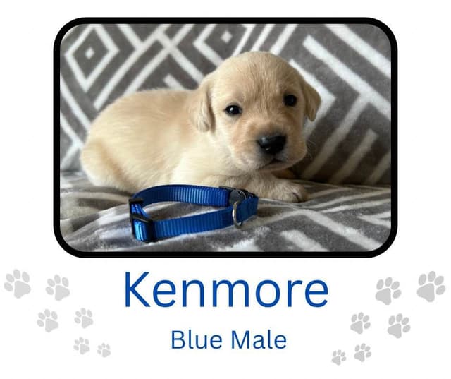 Labrador Retriever Puppies media 22