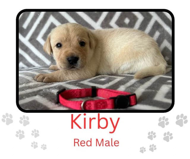Labrador Retriever Puppies media 23