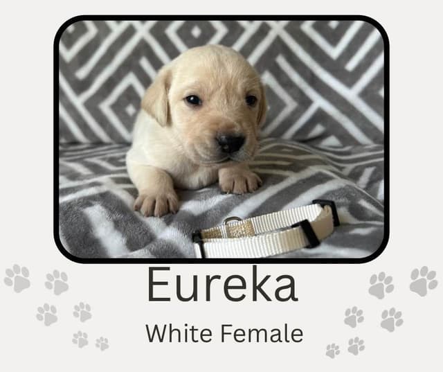 Labrador Retriever Puppies media 24