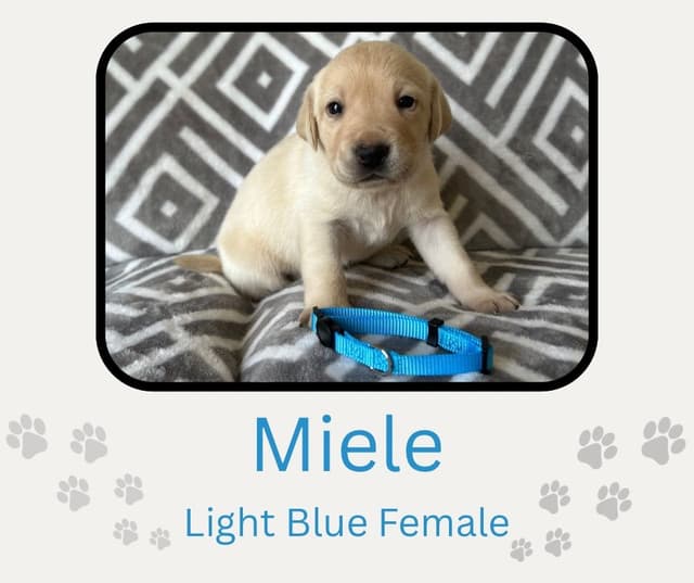 Labrador Retriever Puppies media 25