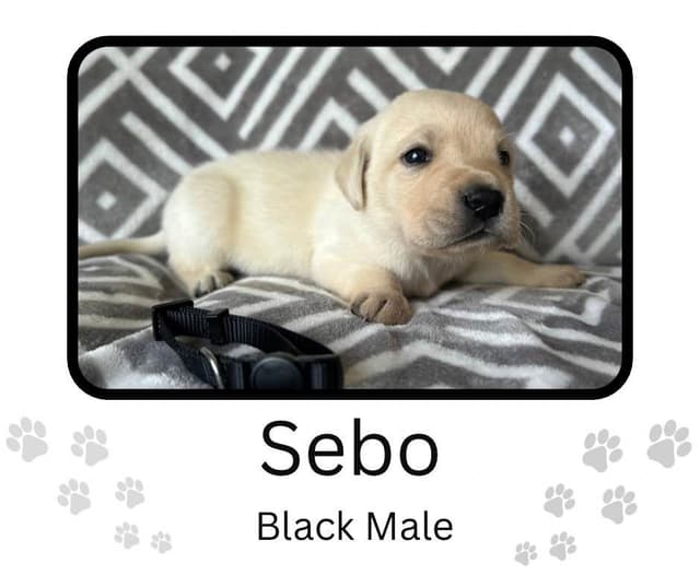 Labrador Retriever Puppies media 26