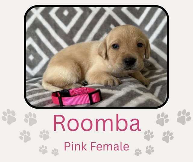 Labrador Retriever Puppies media 27