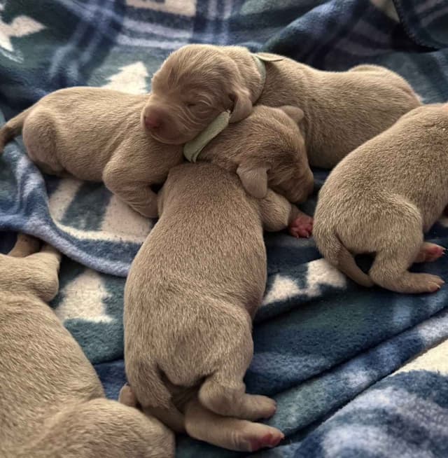 Weimaraner Puppies (Rare Silver Ghost Sire) media 2