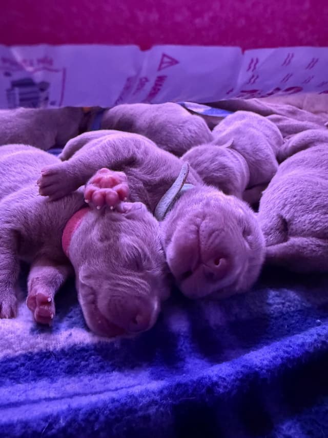 Weimaraner Puppies (Rare Silver Ghost Sire) media 3