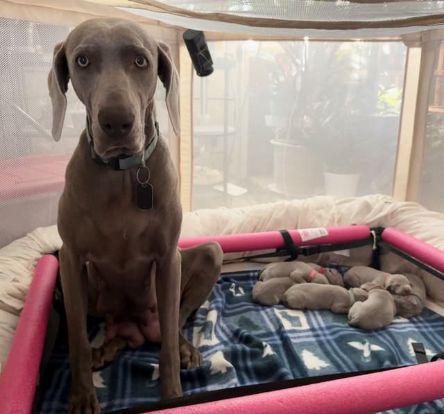 Weimaraner Puppies (Rare Silver Ghost Sire) media 4