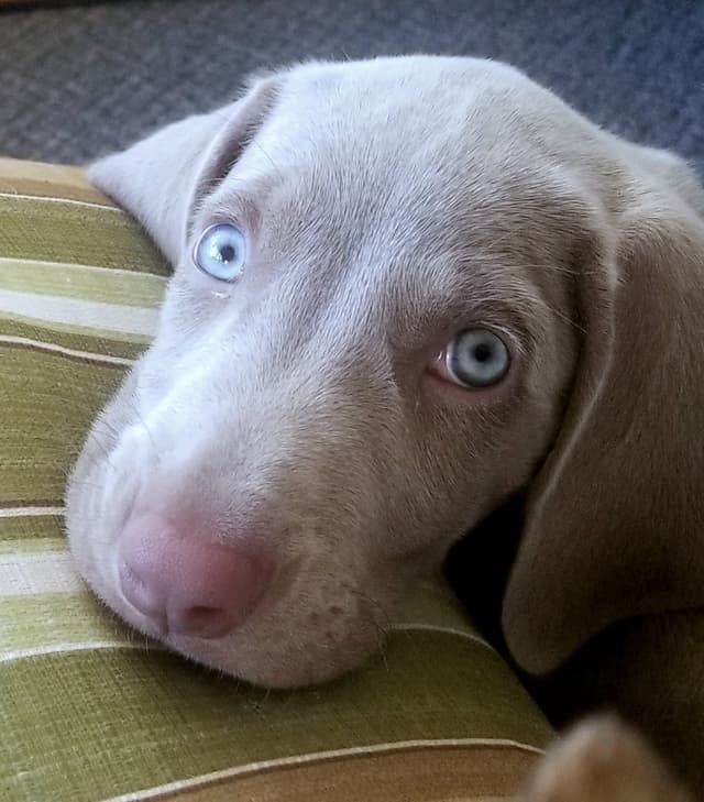 Weimaraner Puppies (Rare Silver Ghost Sire) media 5
