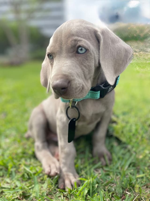 Weimaraner Puppies (Rare Silver Ghost Sire) media 6