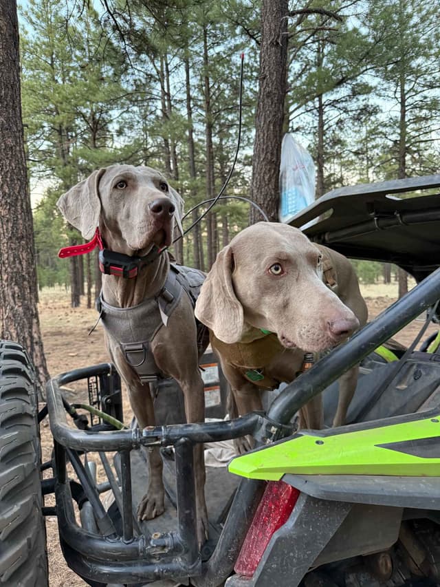 Weimaraner Puppies (Rare Silver Ghost Sire) media 8