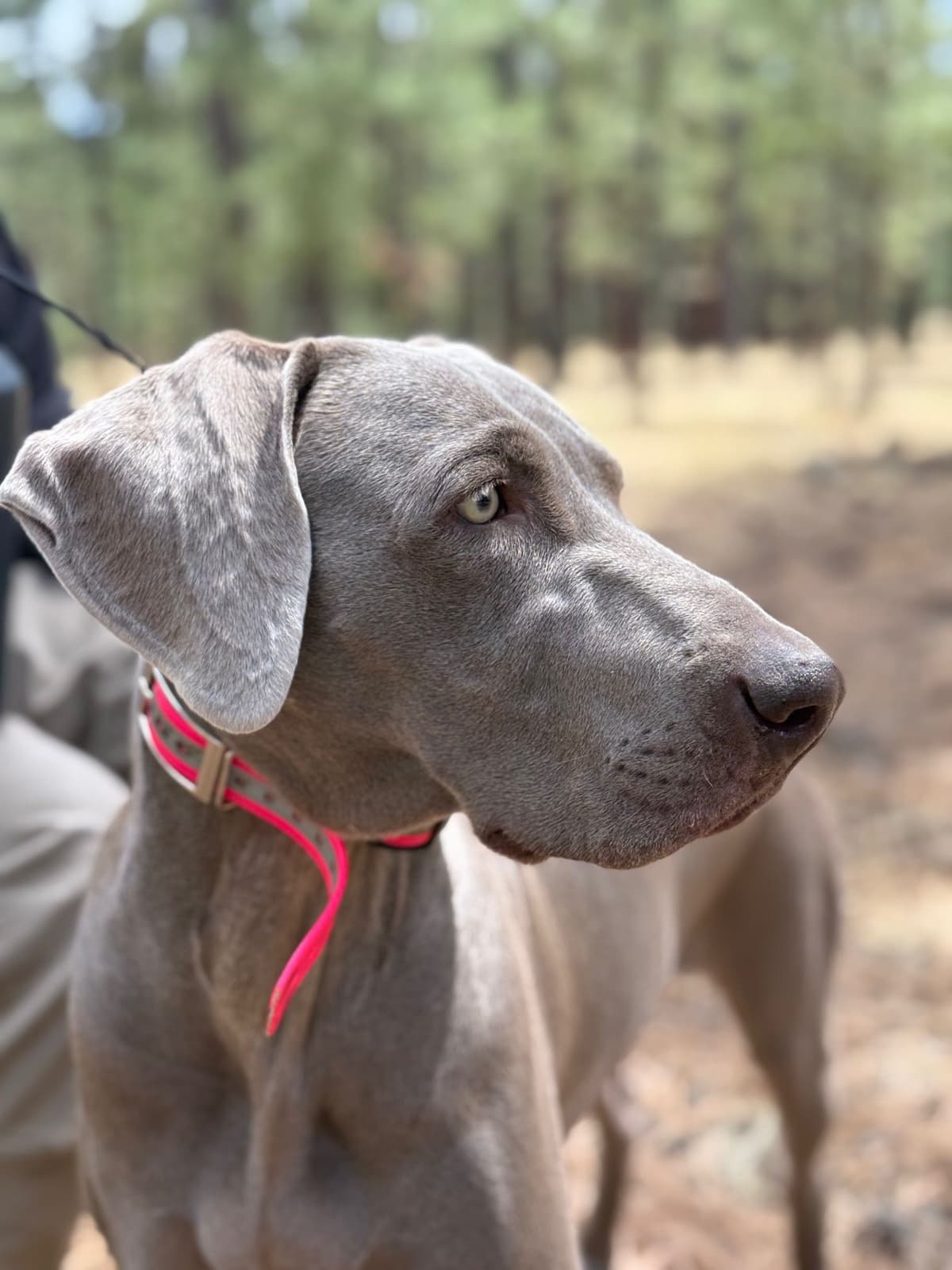 Weimaraner Puppies (Rare Silver Ghost Sire) breeder image 5