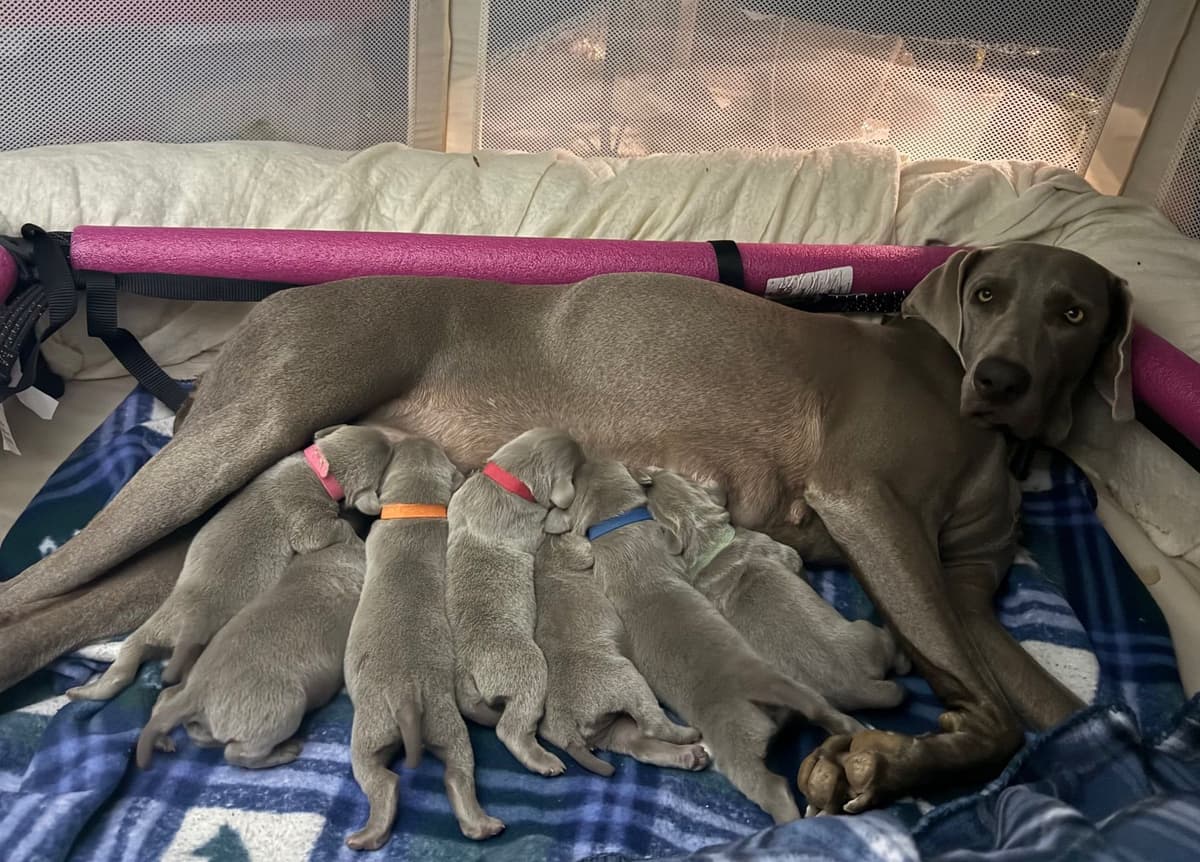 Weimaraner Puppies (Rare Silver Ghost Sire) breeder image 6