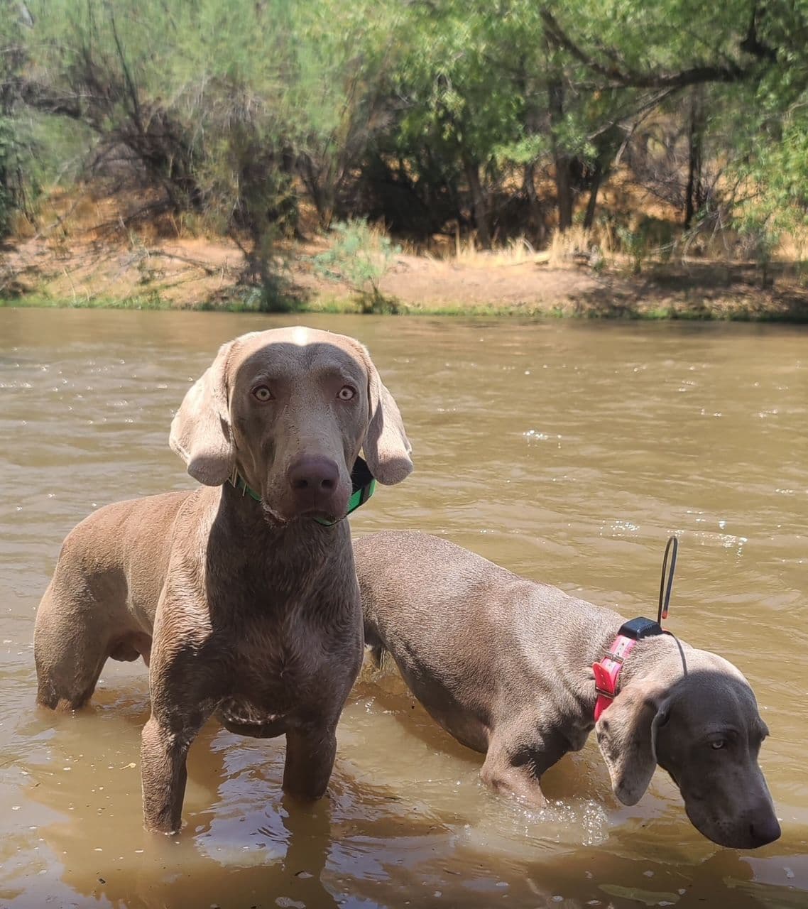 Weimaraner Puppies (Rare Silver Ghost Sire) breeder image 7