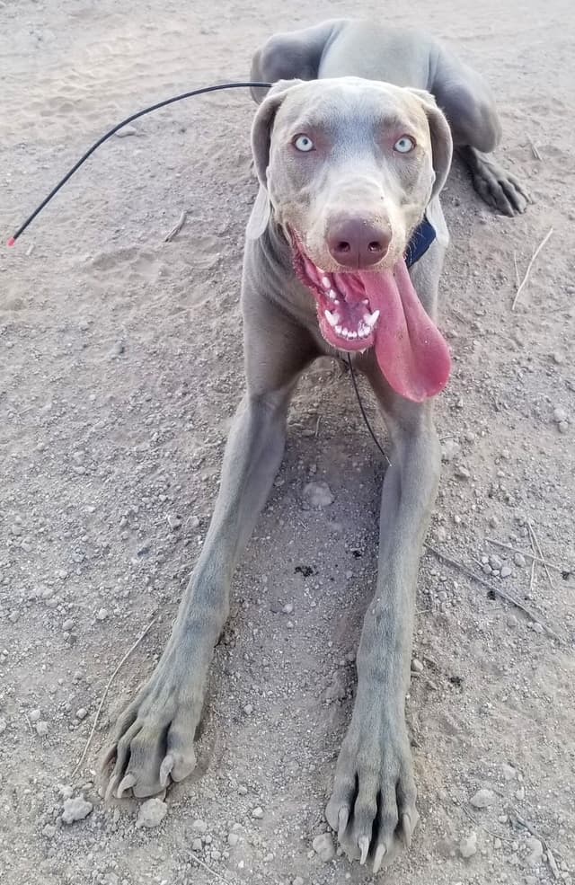 Weimaraner Puppies (Rare Silver Ghost Sire) media 10
