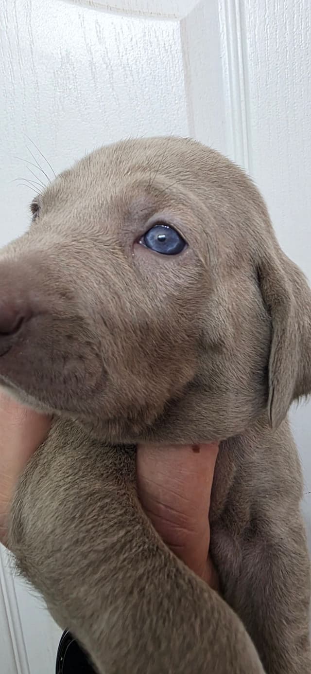 Weimaraner Puppies (Rare Silver Ghost Sire) media 12