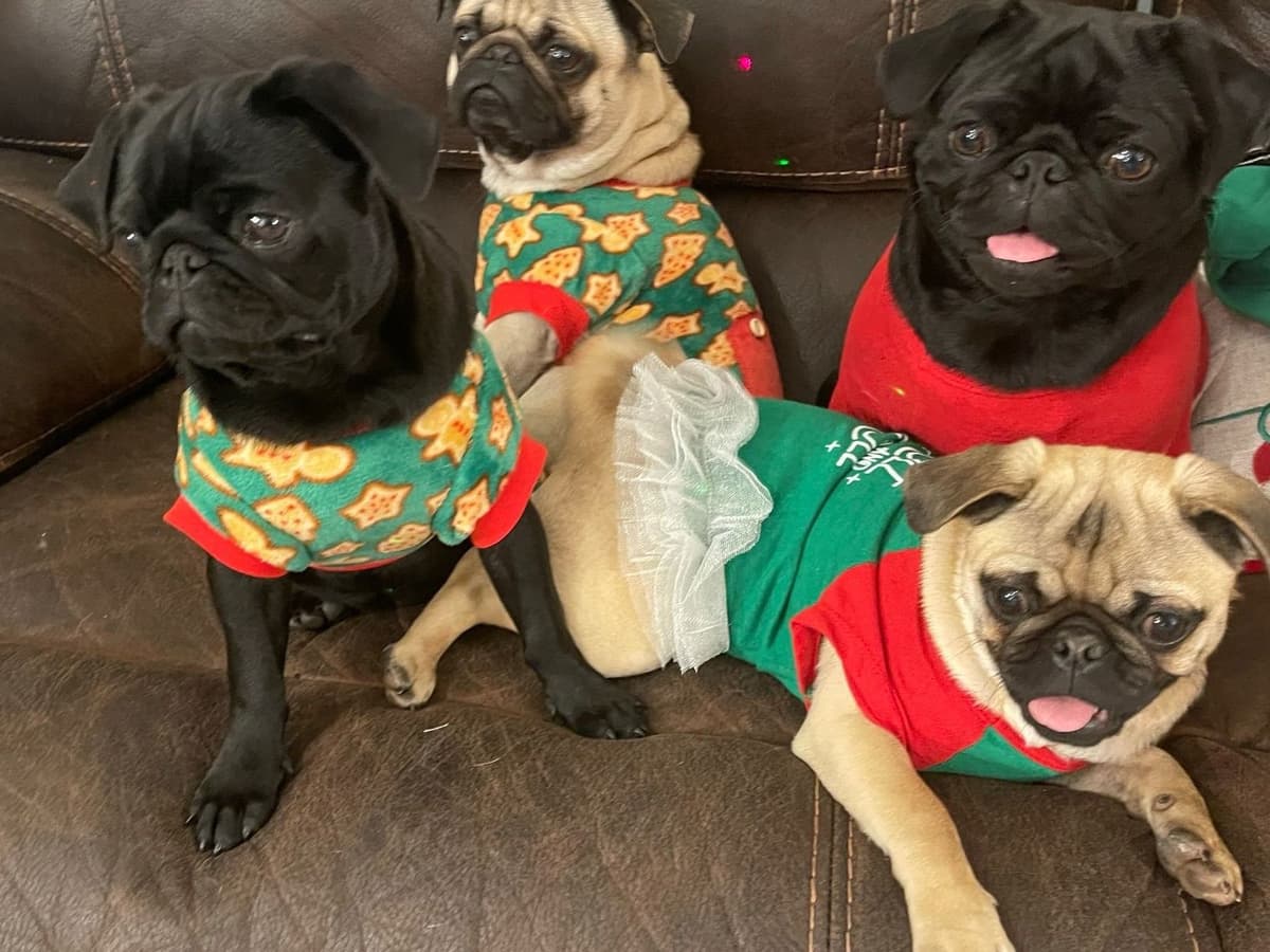 Who let the PUGS out?! Woof! breeder image 1