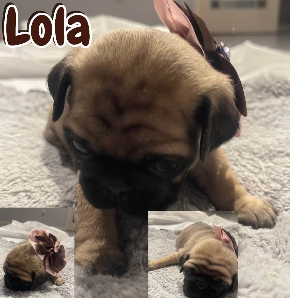 Who let the PUGS out?! Woof! breeder image 2