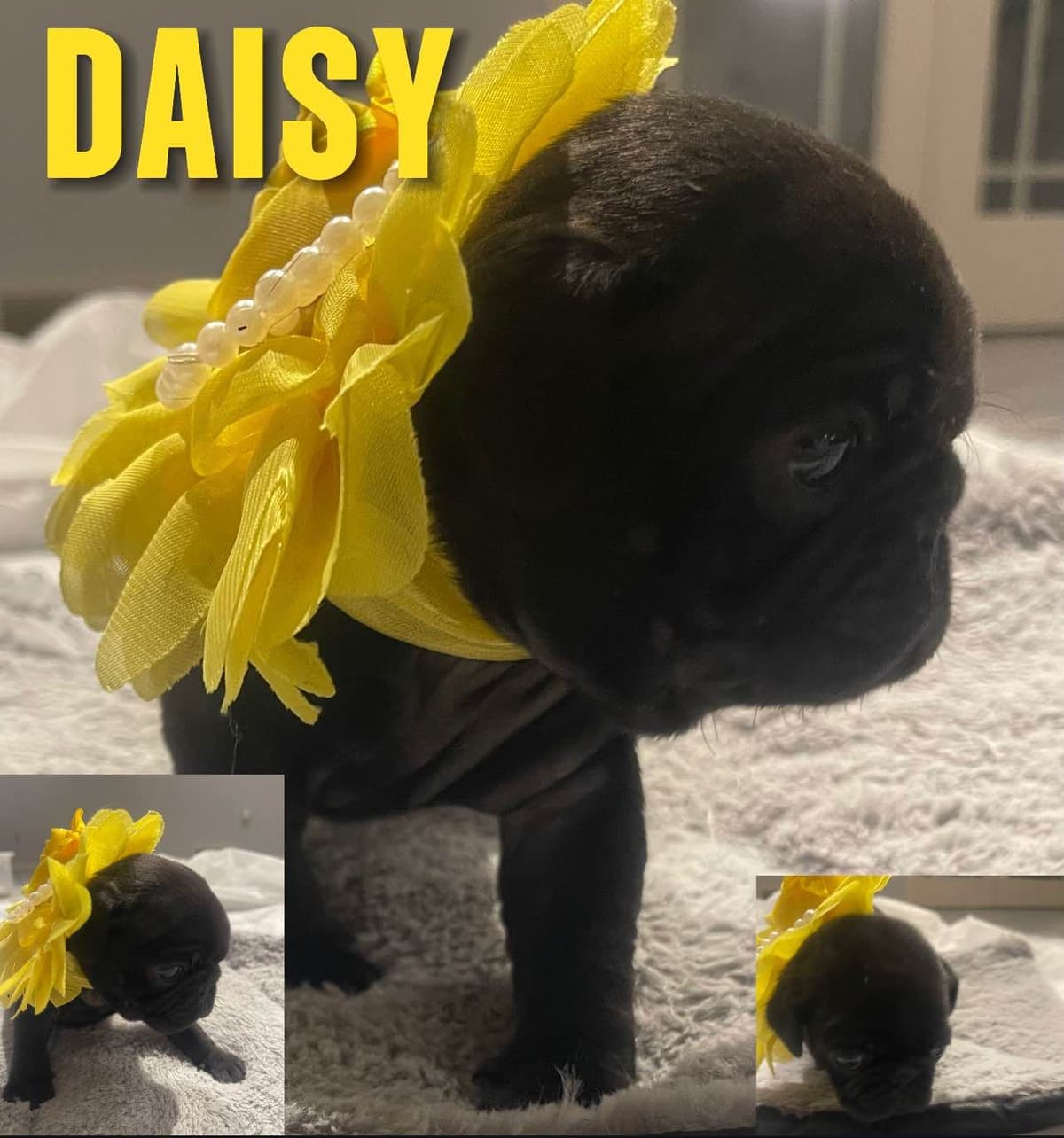 Who let the PUGS out?! Woof! breeder image 3