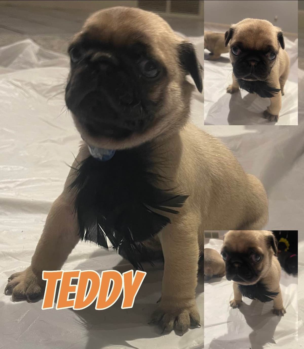 Who let the PUGS out?! Woof! breeder image 5