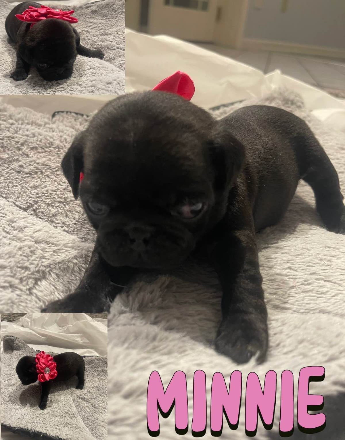 Who let the PUGS out?! Woof! breeder image 4