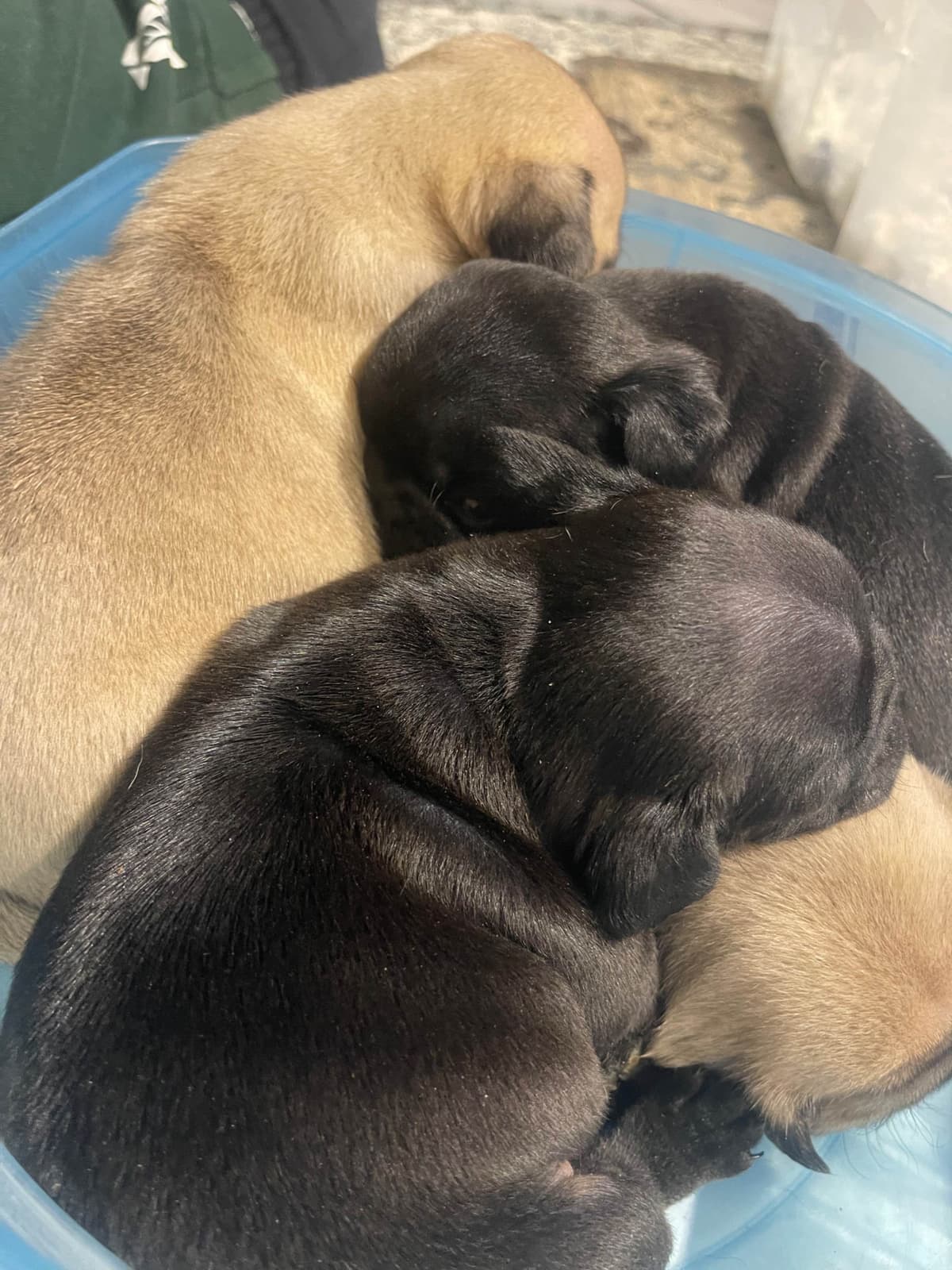 Who let the PUGS out?! Woof! breeder image 7