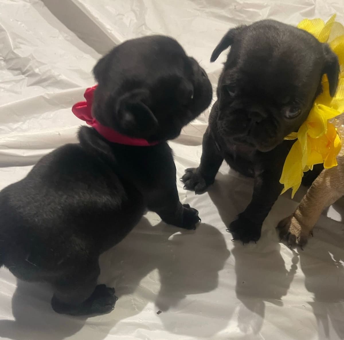 Who let the PUGS out?! Woof! breeder image 6
