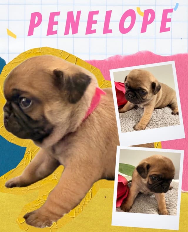 Who let the PUGS out?! Woof! media 2
