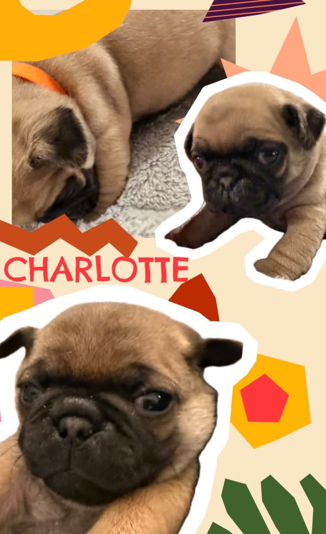 Who let the PUGS out?! Woof! media 3