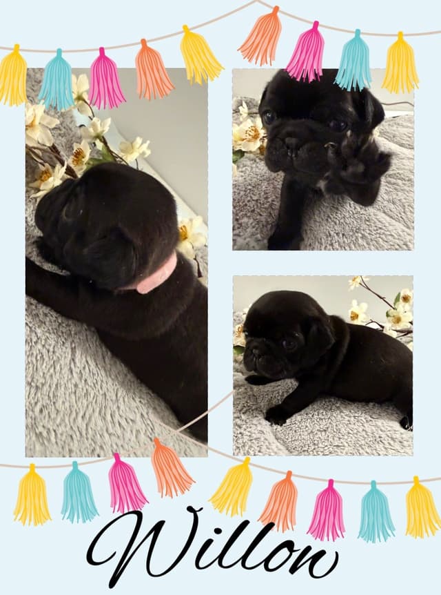Who let the PUGS out?! Woof! media 5