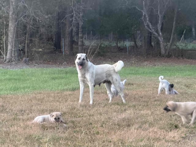Anatolian Shepherd Dog Puppies media 4