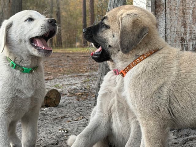 Anatolian Shepherd Dog Puppies media 5