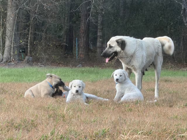 Anatolian Shepherd Dog Puppies media 6
