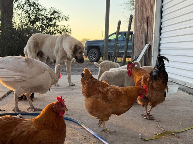 Anatolian Shepherd Dog Puppies media 7
