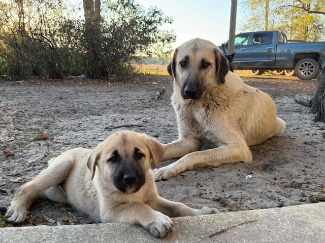 Anatolian Shepherd Dog Puppies media 8