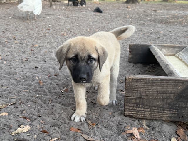 Anatolian Shepherd Dog Puppies media 9