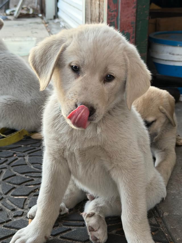Anatolian Shepherd Dog Puppies media 10