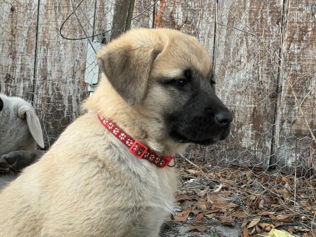 Anatolian Shepherd Dog Puppies media 11