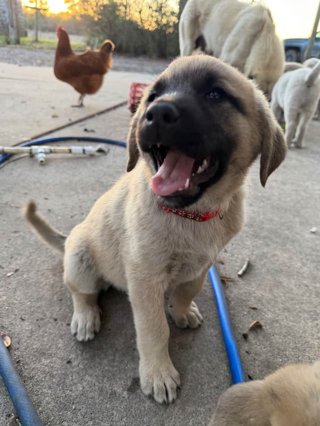 Anatolian Shepherd Dog Puppies media 12