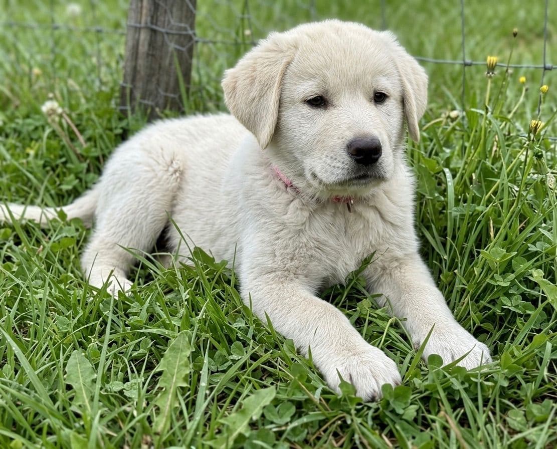 Anatolian Shepherd Dog Puppies breeder image 1