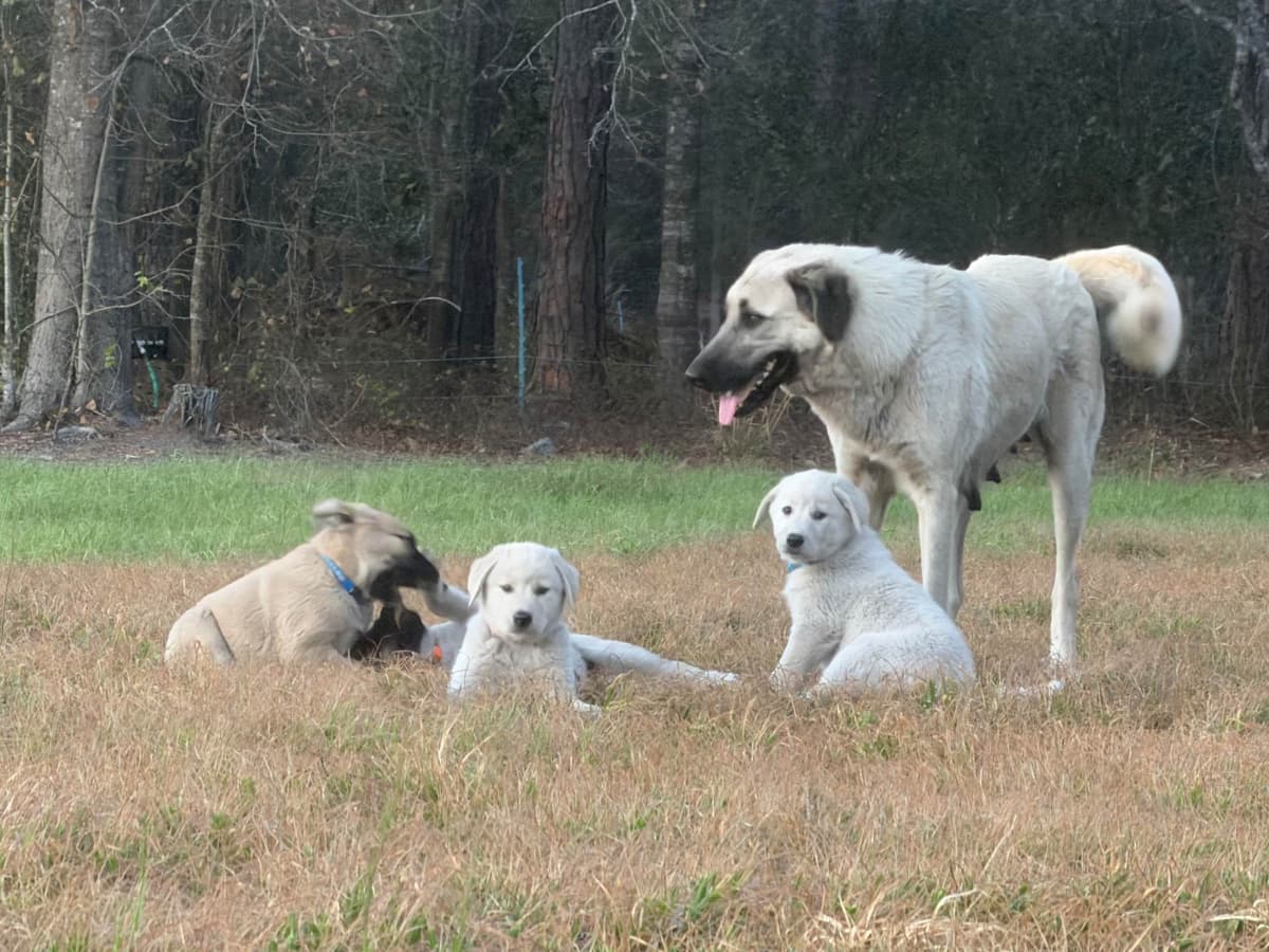 Anatolian Shepherd Dog Puppies breeder image 3