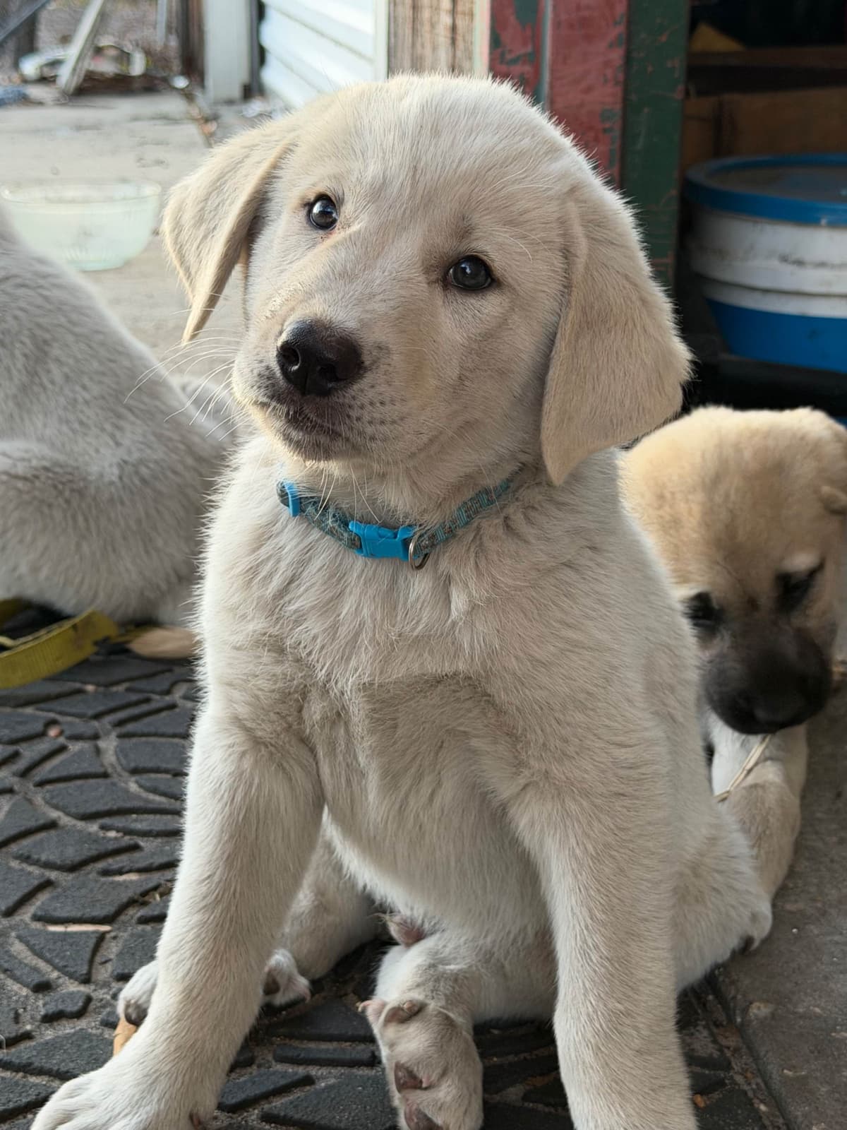 Anatolian Shepherd Dog Puppies breeder image 4