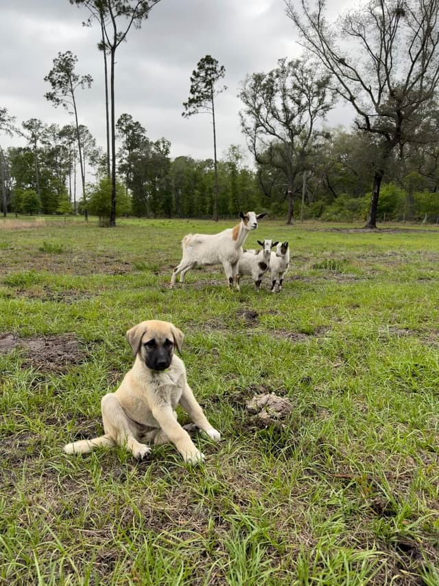 Anatolian Shepherd Dog Puppies media 15