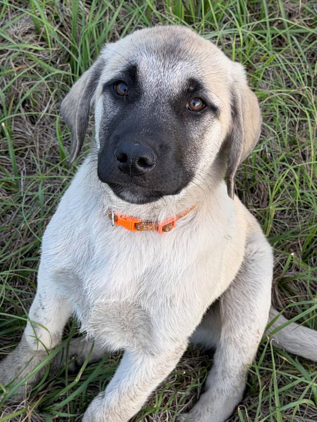 Anatolian Shepherd Dog Puppies media 16