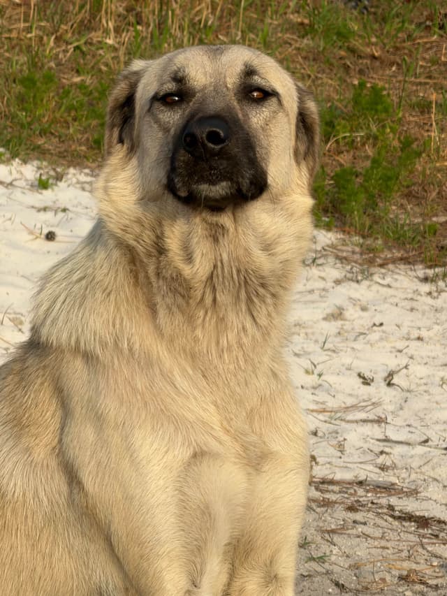 Anatolian Shepherd Dog Puppies media 17