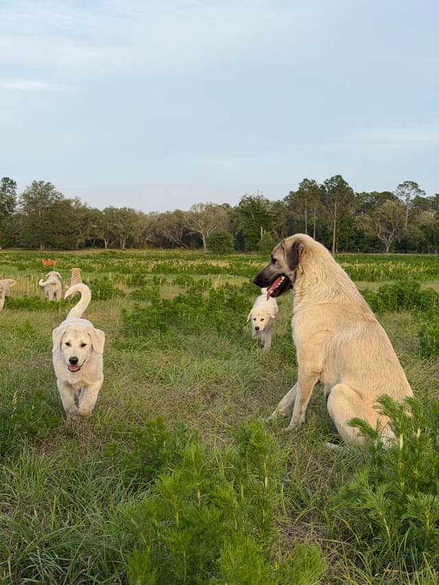 Anatolian Shepherd Dog Puppies media 18