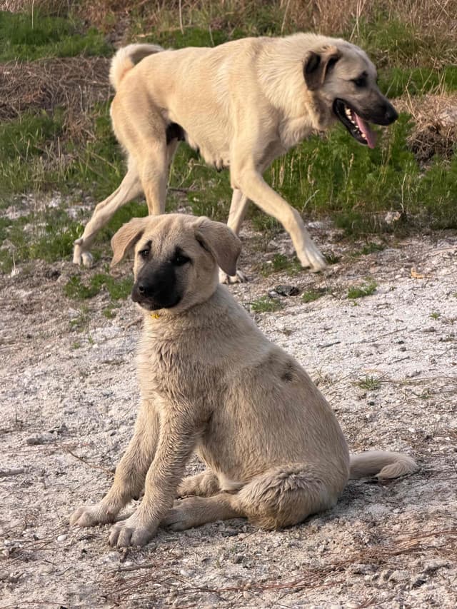 Anatolian Shepherd Dog Puppies media 19