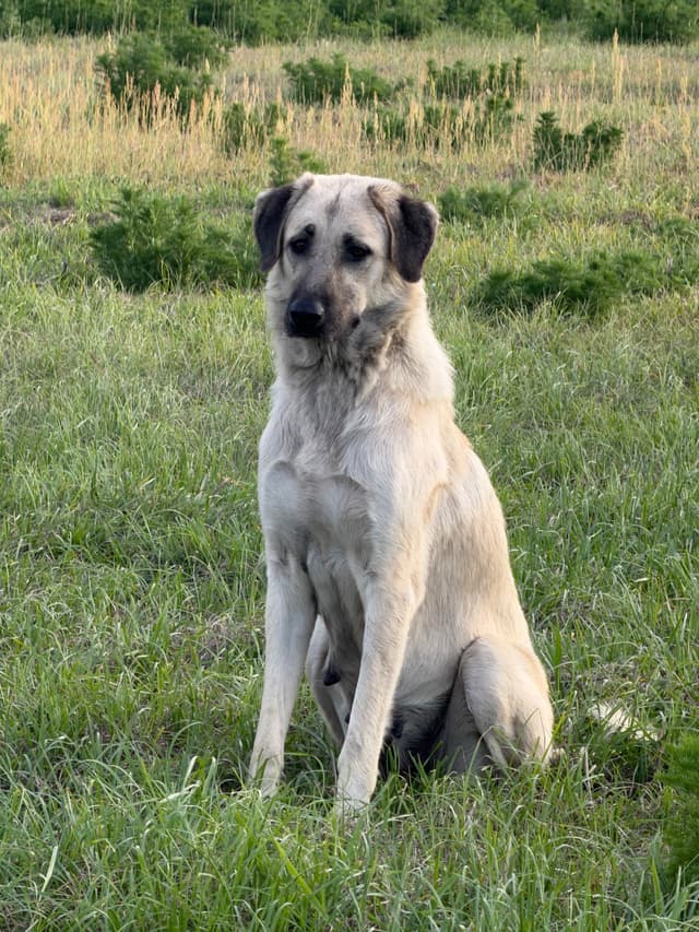 Anatolian Shepherd Dog Puppies media 20