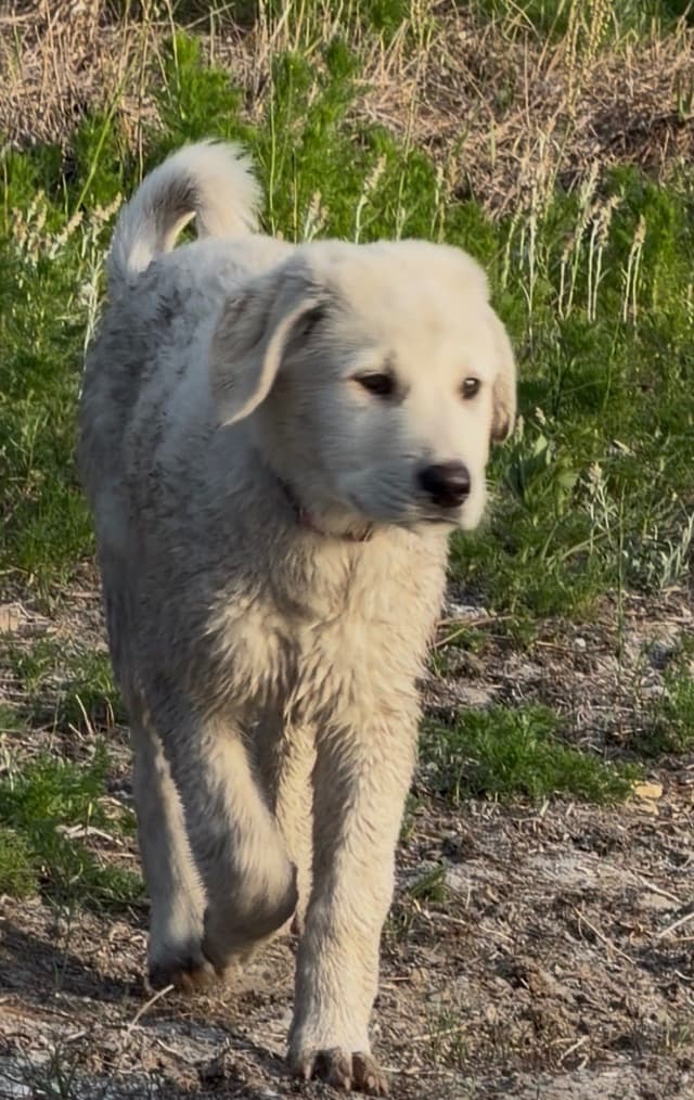 Anatolian Shepherd Dog Puppies media 21