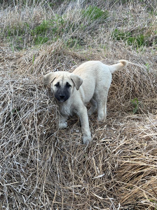 Anatolian Shepherd Dog Puppies media 22