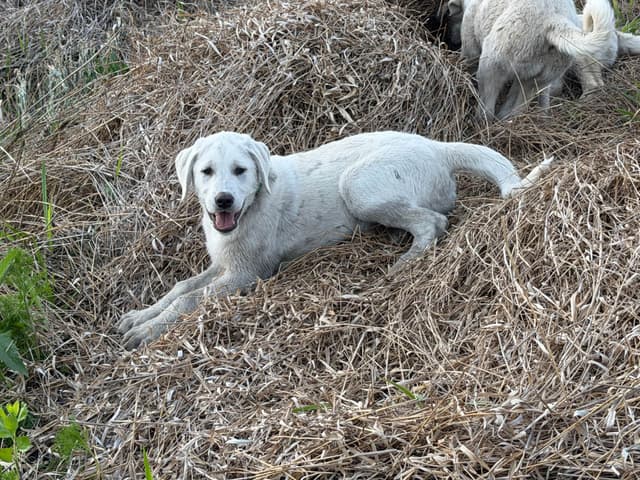 Anatolian Shepherd Dog Puppies media 23