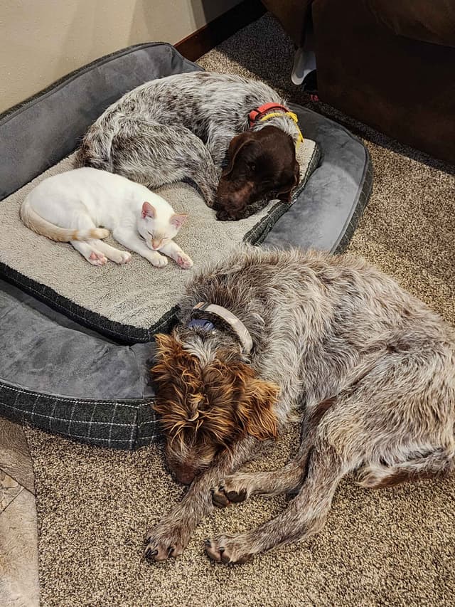 Wirehaired Pointing Griffon Puppies media 2
