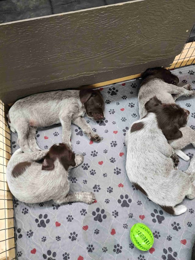 Wirehaired Pointing Griffon Puppies media 3